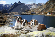 Hund