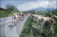 Eddy Merckx