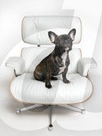 Eames Chair