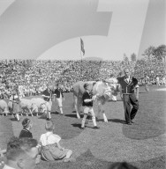 rdb00300558
