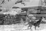rdb00312898