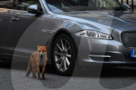 FEATURE - London: Ein Fuchs zu Besuch an 10 Downing Street