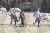 NEWS - England jagt einen entfohenen Wolf