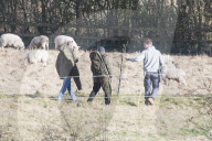 NEWS - England jagt einen entfohenen Wolf