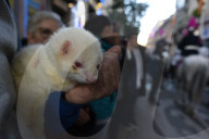 NEWS - Spanien: Tiere werden gesegnet am  St. Antoniustag	