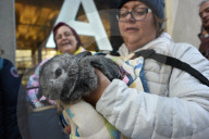 NEWS - Spanien: Tiere werden gesegnet am  St. Antoniustag	
