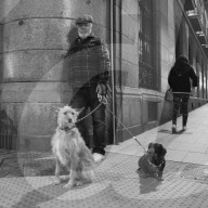 NEWS - Spanien: Tiere werden gesegnet am  St. Antoniustag (s/w)	