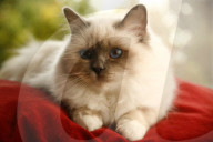 Sweet Destiny, Katzen-Weltmeister, 2009