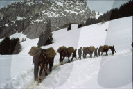 rdb00375739