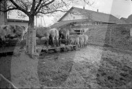 rdb00379463