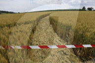 Kornkreise Schweiz 2009