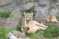 Zoo Zuerich Nachtwandeln