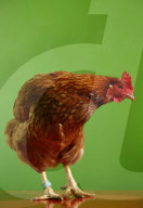 Huhn Chocolate, 2010