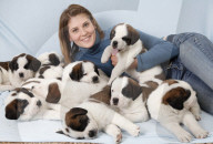 Junge Bernhardinerhunde