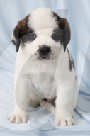 Junge Bernhardinerhunde