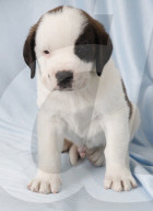 Junge Bernhardinerhunde