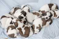 Junge Bernhardinerhunde
