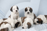 Junge Bernhardinerhunde