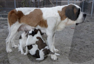 Junge Bernhardinerhunde