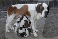 Junge Bernhardinerhunde
