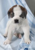 Junge Bernhardinerhunde