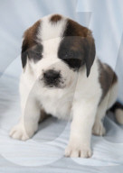 Junge Bernhardinerhunde