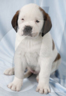 Junge Bernhardinerhunde