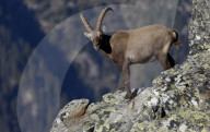 Jagd im Wallis