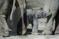 Elefanten-Baby im Zoo Zürich 2014