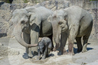 Elefanten-Baby im Zoo Zürich 2014