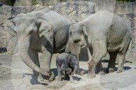 Elefanten-Baby im Zoo Zürich 2014