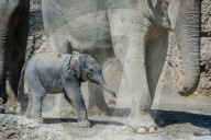 Elefanten-Baby im Zoo Zürich 2014
