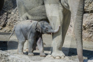 Elefanten-Baby im Zoo Zürich 2014