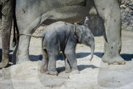 Elefanten-Baby im Zoo Zürich 2014