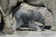 Elefanten-Baby im Zoo Zürich 2014