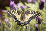 Marc de Roche, Papa Papillon, Schweizer Schmetterlingsz�chter 2014