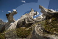 100 Jahre Schweizerischer Nationalpark, 2014