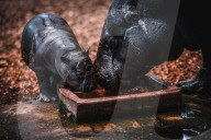 FEATURE - Süsses neugeborenes Zwergnilpferd