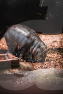 FEATURE - Süsses neugeborenes Zwergnilpferd