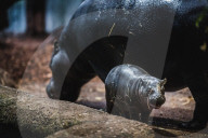 FEATURE - Süsses neugeborenes Zwergnilpferd