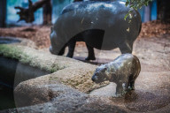 FEATURE - Süsses neugeborenes Zwergnilpferd