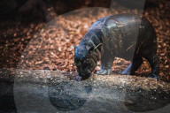 FEATURE - Süsses neugeborenes Zwergnilpferd