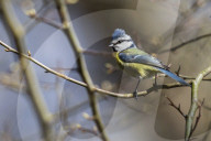 FEATURE - Pix of the Day: Bilder des Tages