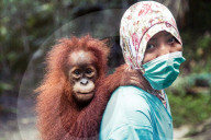 REPORTAGE - Orang-Utan Station auf Sumatra
