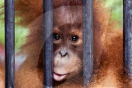 REPORTAGE - Orang-Utan Station auf Sumatra