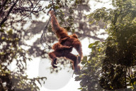REPORTAGE - Orang-Utan Station auf Sumatra