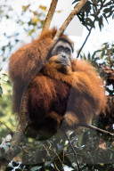 REPORTAGE - Orang-Utan Station auf Sumatra