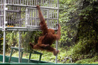 REPORTAGE - Orang-Utan Station auf Sumatra