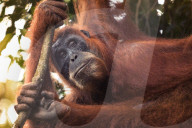 REPORTAGE - Orang-Utan Station auf Sumatra