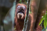REPORTAGE - Orang-Utan Station auf Sumatra